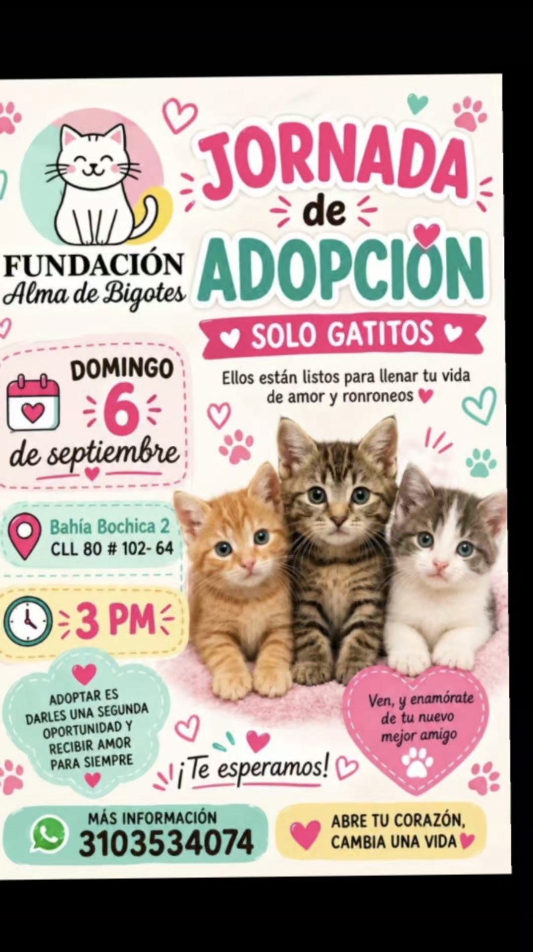 Jornada de Adopción de Gatitos en Bogotá 