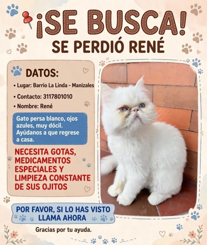 Se busca a René, gato perdido en Manizales 