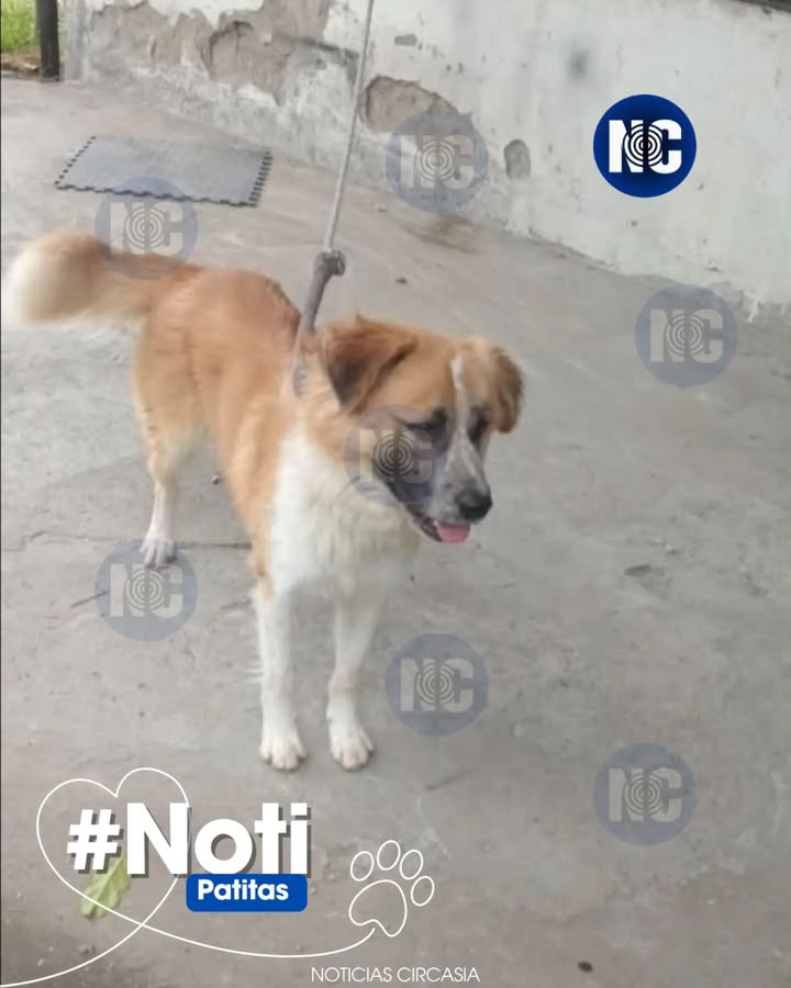 Perro en adopción en Circasia, Quindío 
