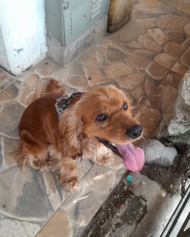 Perrito perdido en La Azufral, La Virginia 