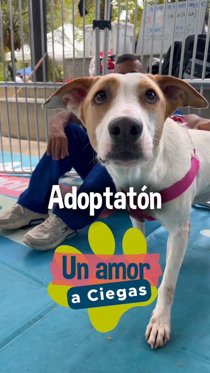 Adoptatón Medellin: 67 perros y gatos encontraron un hogar 