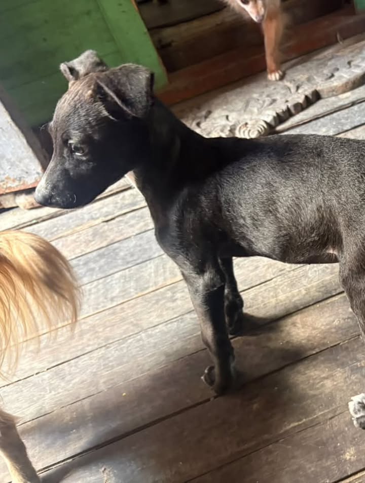 Adoptar cachorro mestizo de 3 meses en Pereira, Risaralda 
