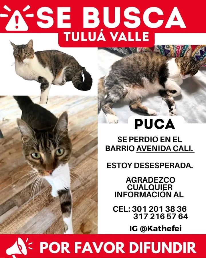 Gato perdido en Tuluá, Valle - Se busca PUCA 