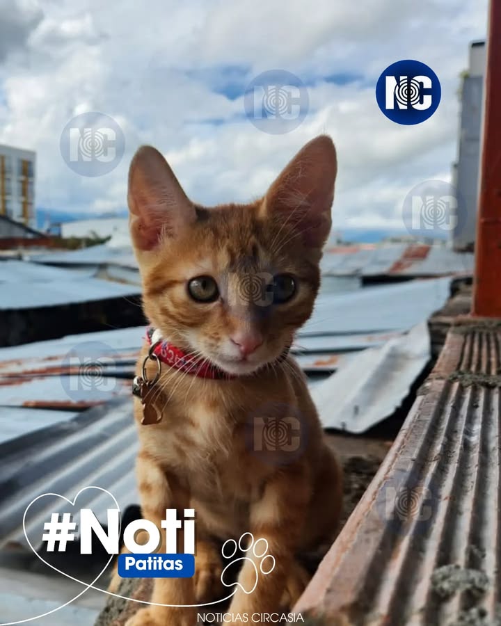 Gato perdido en Circasia, Quindío 