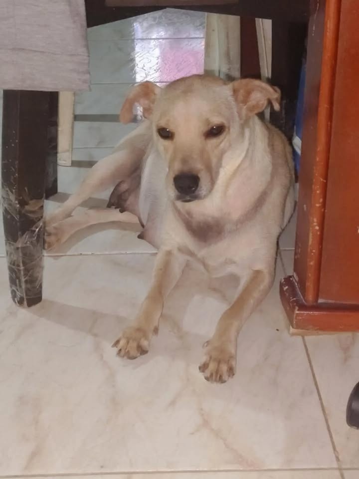 Adopción de perra Laurel en Pereira, Risaralda 