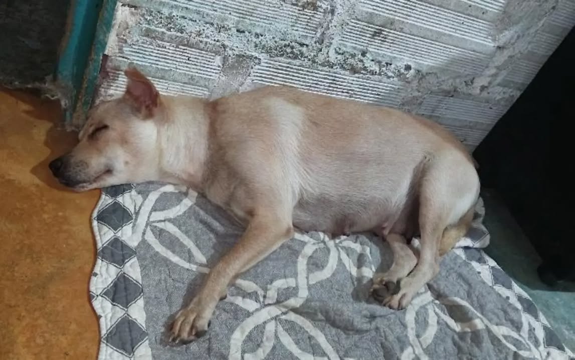 Adopción de perra Laurel en Pereira, Risaralda 