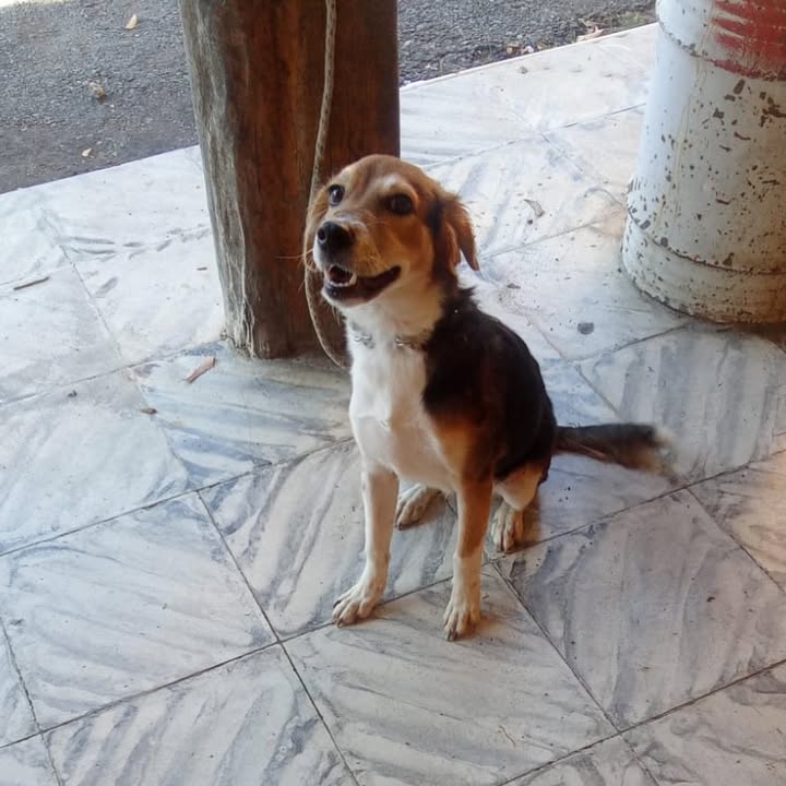 Perra busca hogar en Pereira, Risaralda, Colombia 