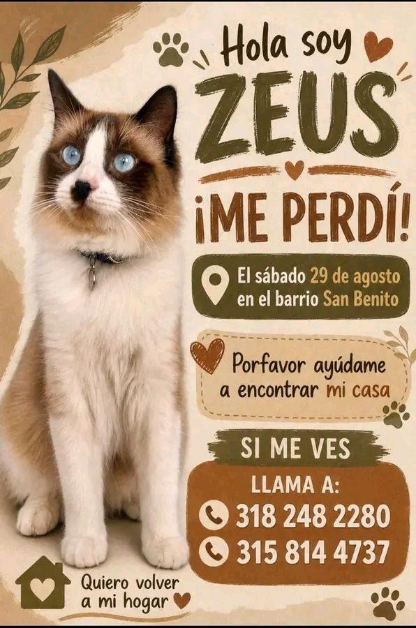 Gato Zeus se perdió en Tuluá 