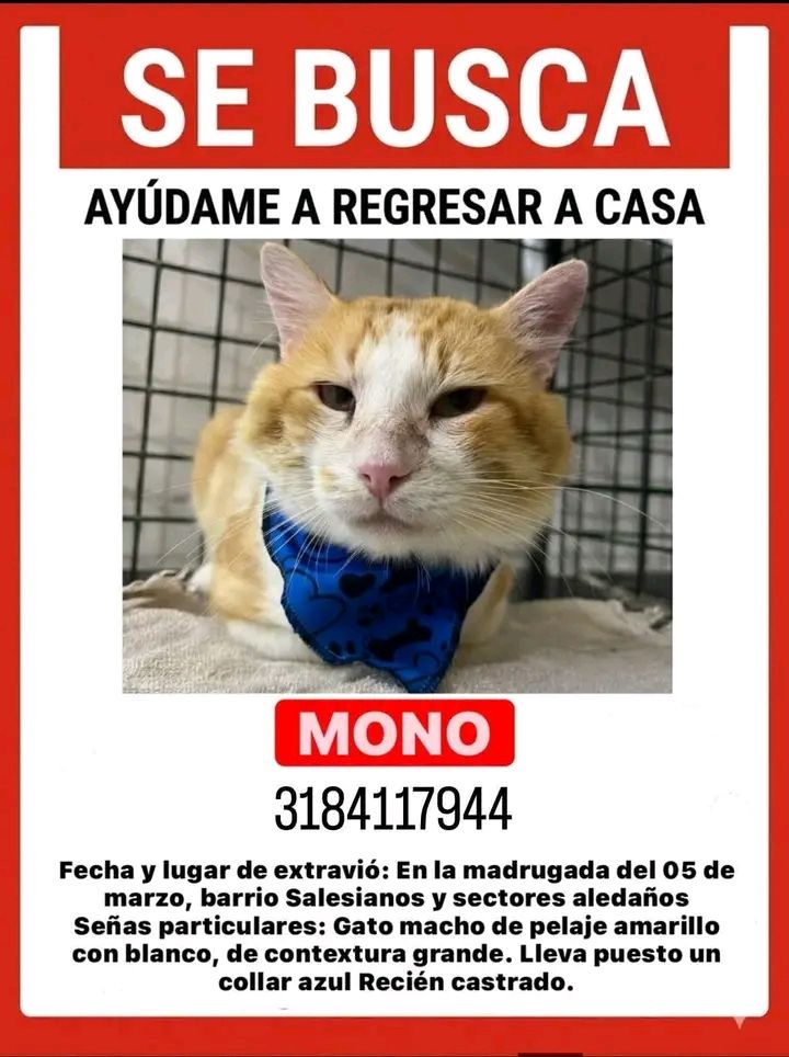 Gato perdido en Tuluá 