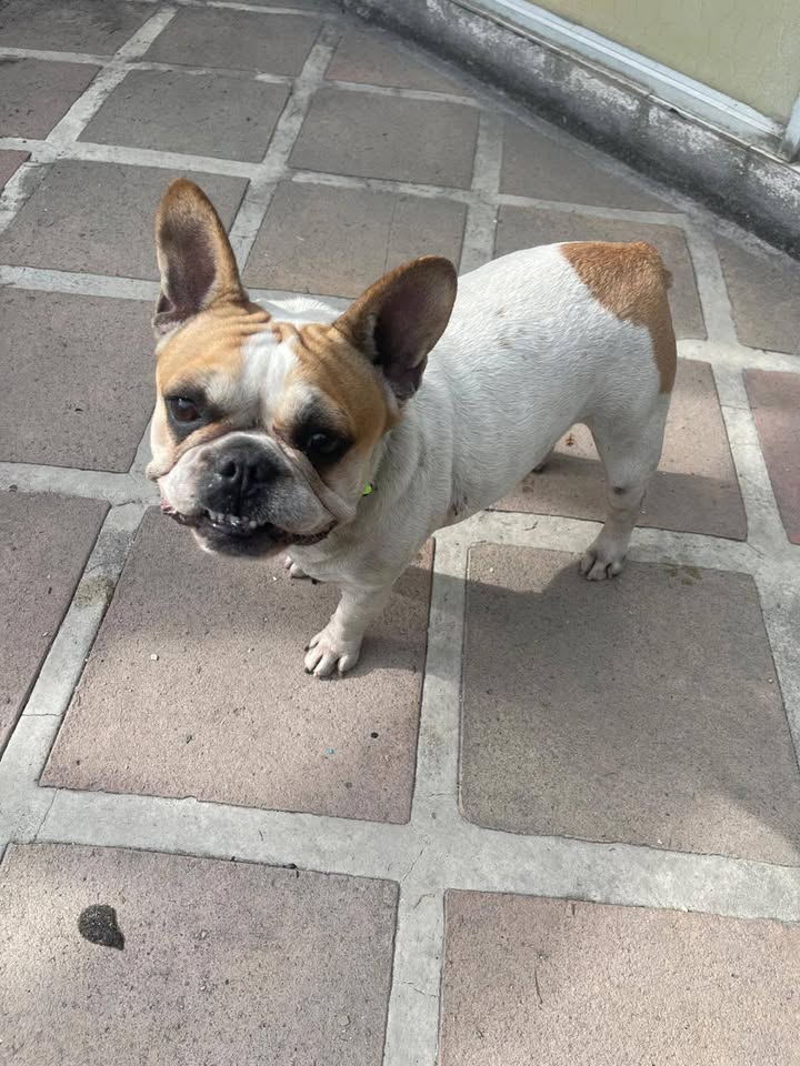 Perra encontrada en Tuluá, Valle - Se busca su familia 