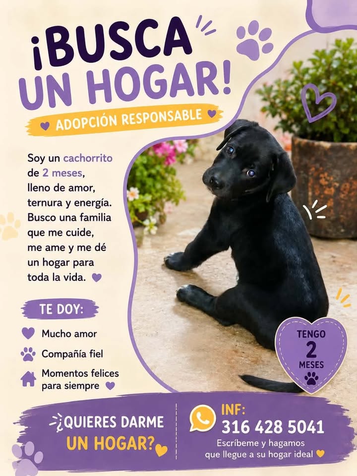 Cachorro Negro Busca Hogar Responsable en Tuluá 