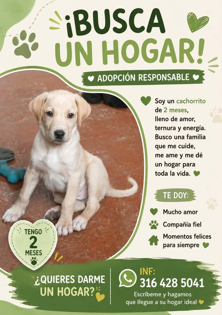 Cachorro busca un hogar en Tuluá, Valle 