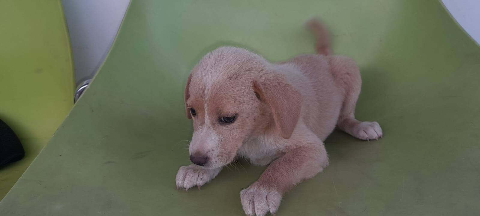 Cachorritos disponibles para adopción responsable 