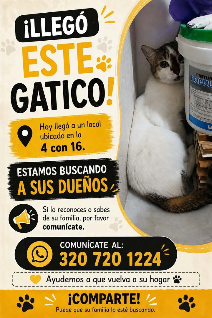 Gatico Perdido en Pereira, Risaralda 