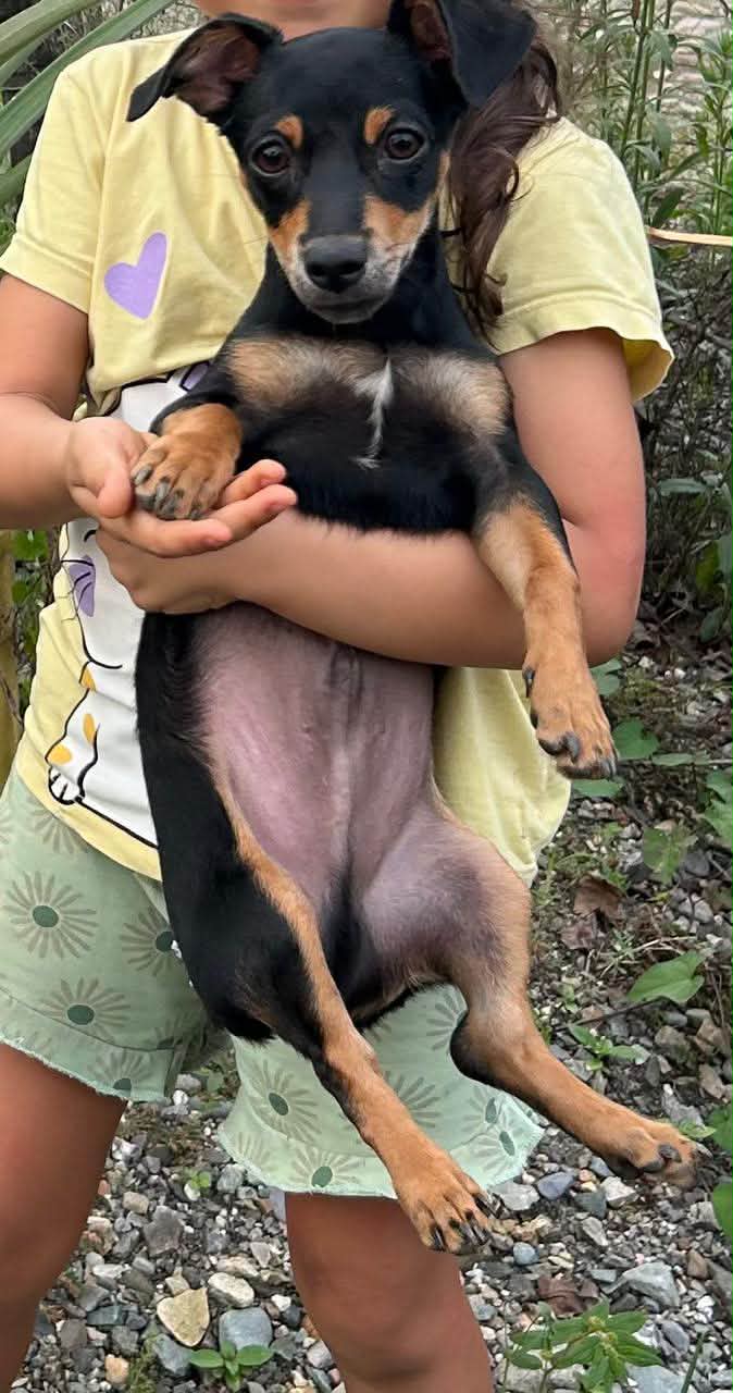 Se busca Toby, perro perdido en Acacías 