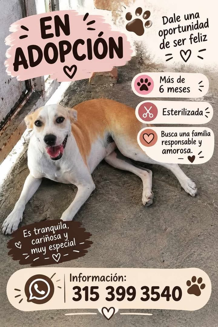 Ofrezco perro en adopción en Tuluá 