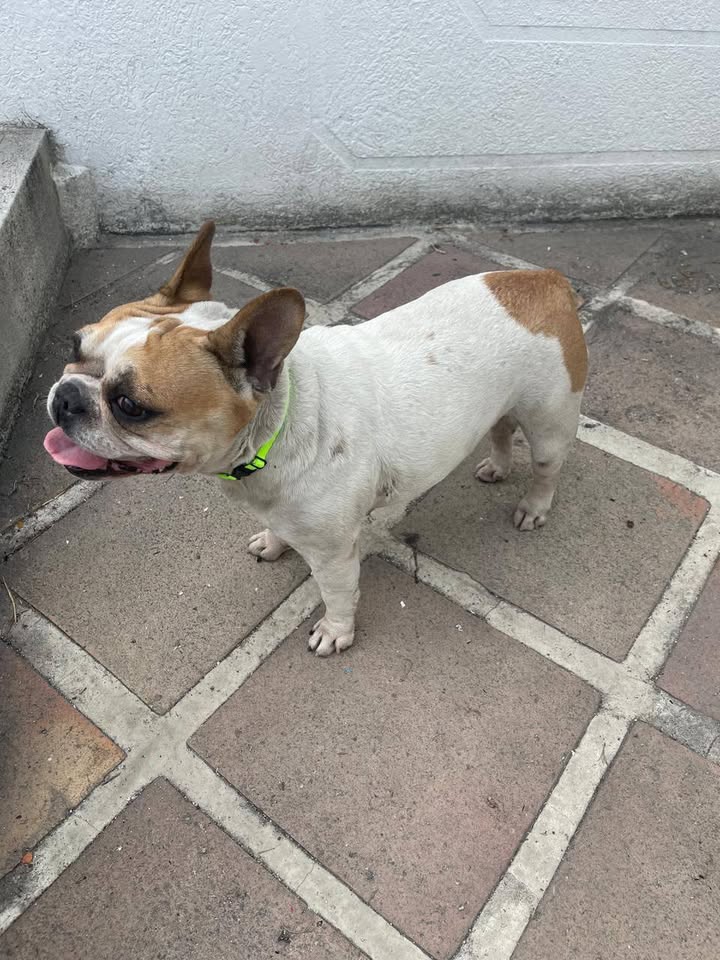 Perra encontrada en Tuluá, Valle - Se busca su familia 