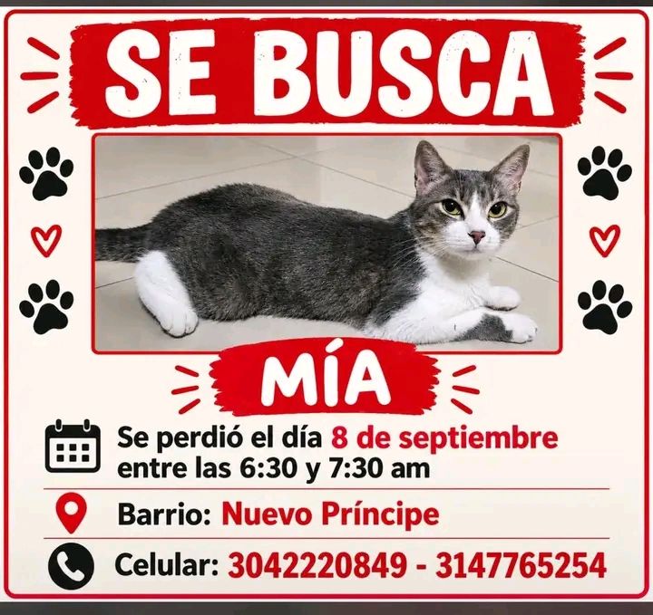 Gato Mía perdido en Tuluá 