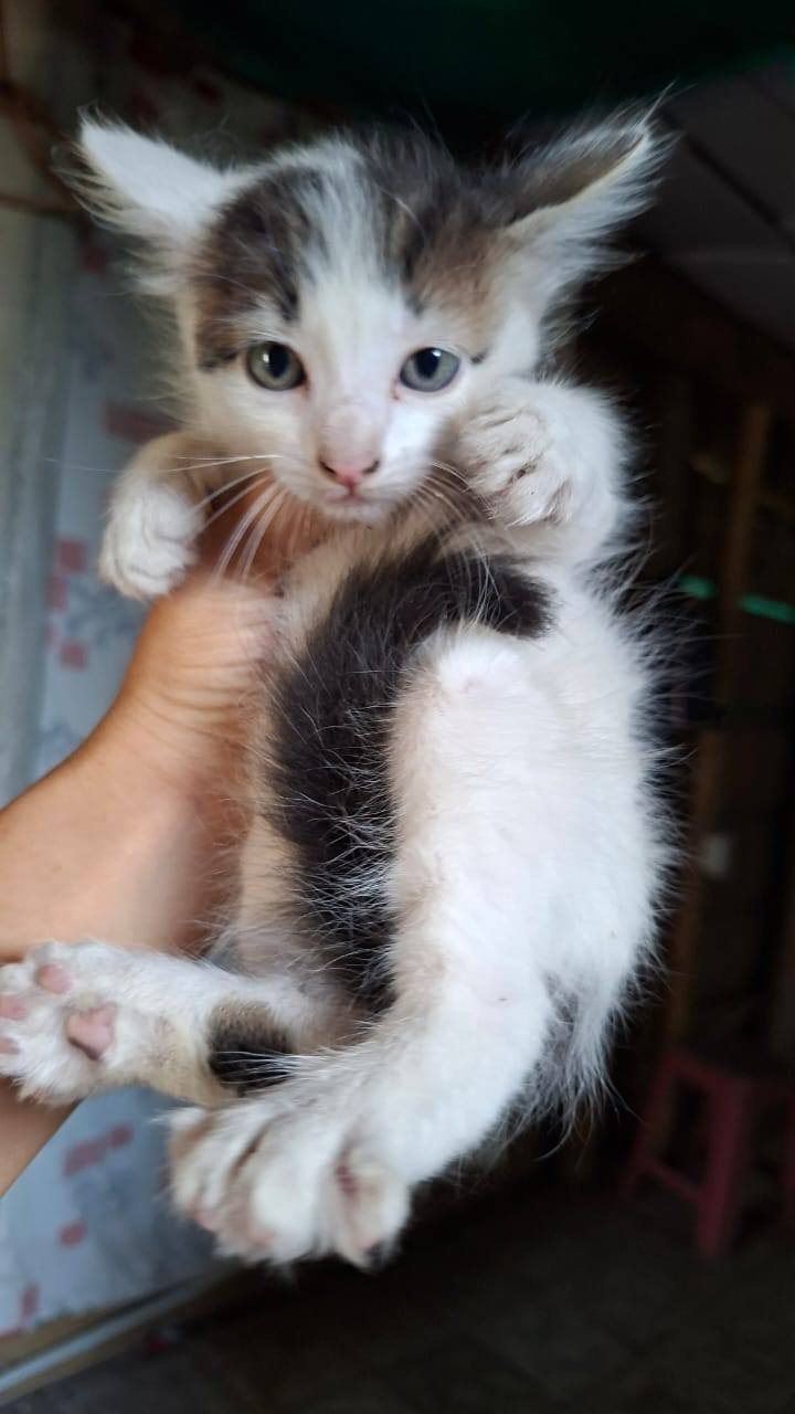 Adopta gatitos bebés juguetones en Tuluá 