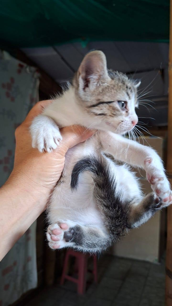 Adopta gatitos bebés juguetones en Tuluá 