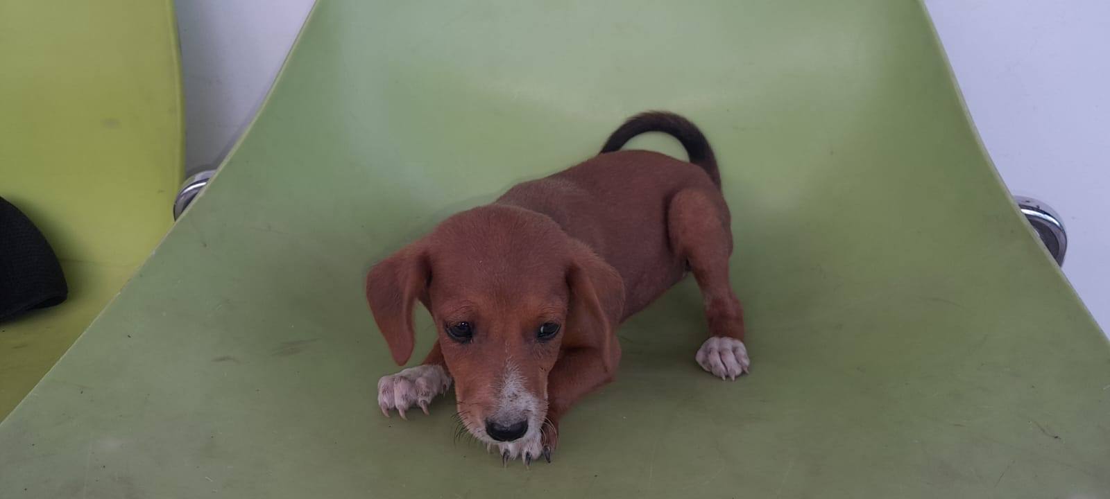 Cachorritos disponibles para adopción responsable 