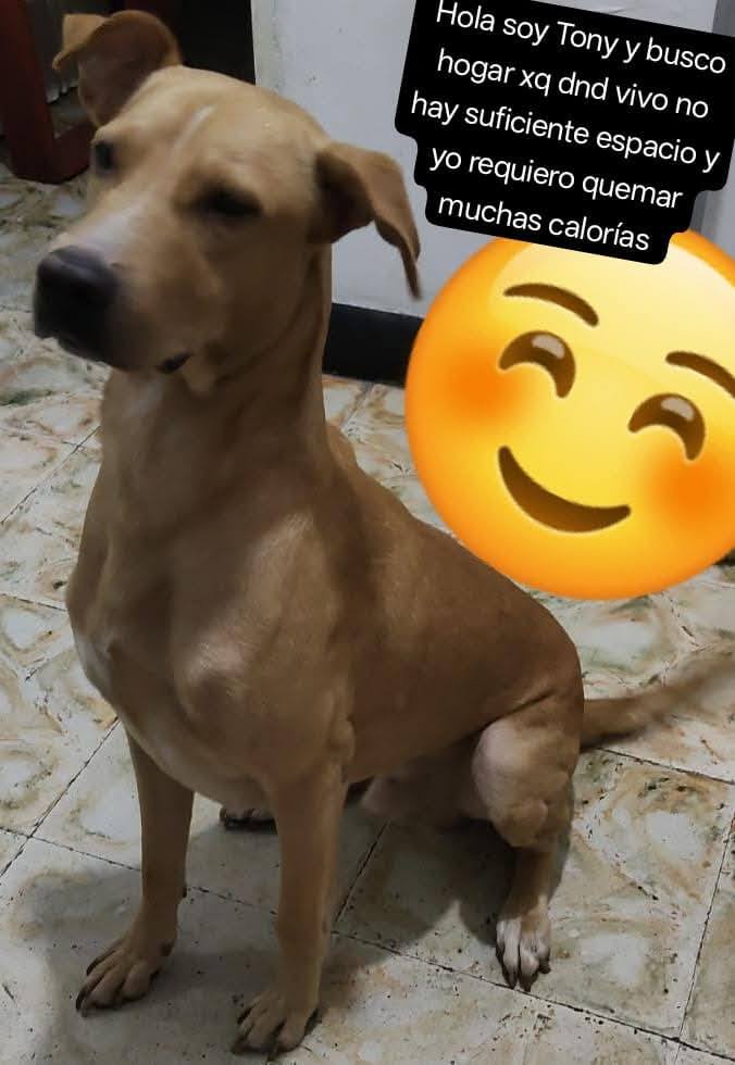 Adopción Perritos Rescatados Tuluá Valle Colombia 