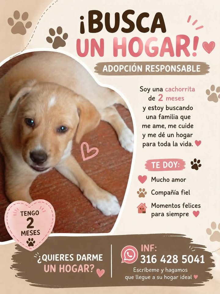 Cachorrita de 2 meses en adopción en Tuluá 