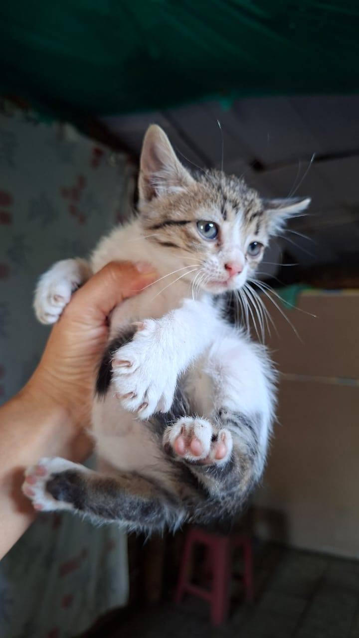 Adopta gatitos bebés juguetones en Tuluá 