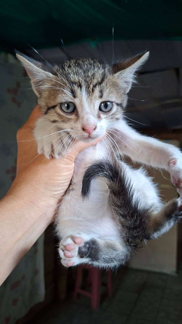Adopta gatitos bebés juguetones en Tuluá 