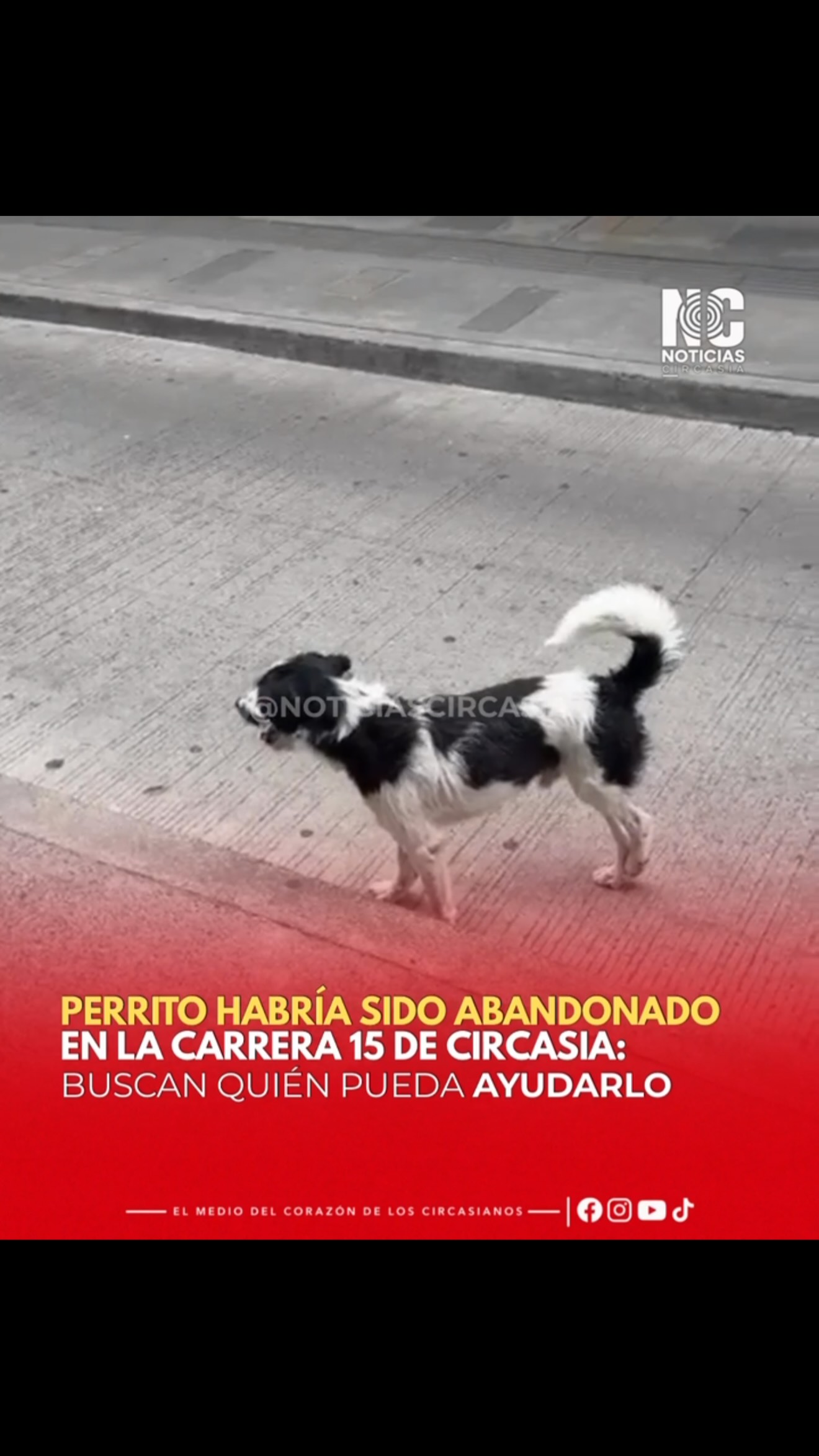 Perrito abandonado en Circasia, Quindío busca ayuda 