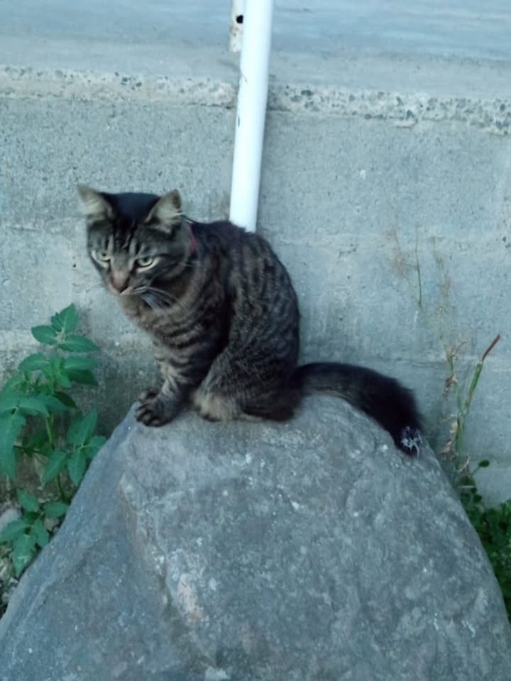 Gatito en condición de calle busca hogar responsable 
