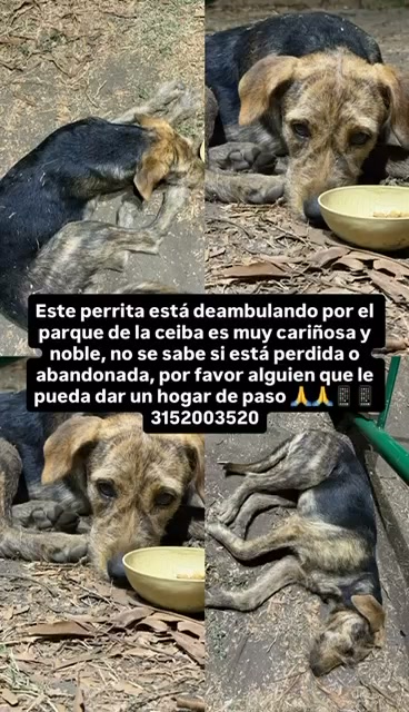 Perro perdido en Parque de la Ceiba, Tuluá 