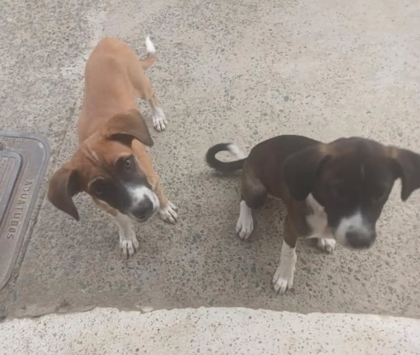 Adopción Perrita y Perrito en Pereira 
