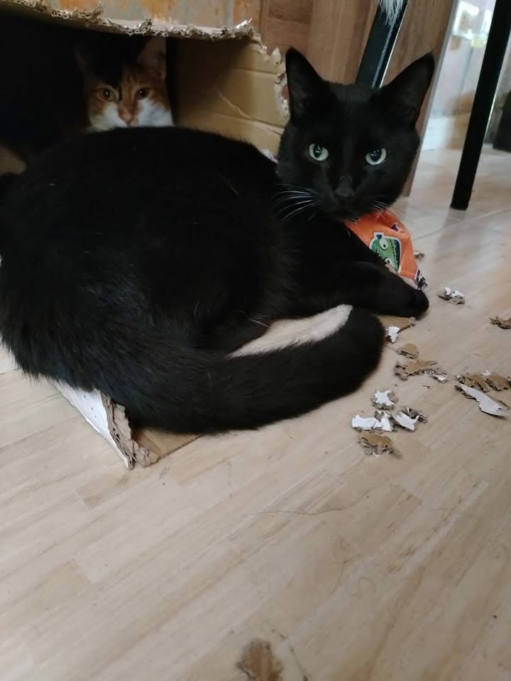 Gatitos en adopción responsable Pereira 