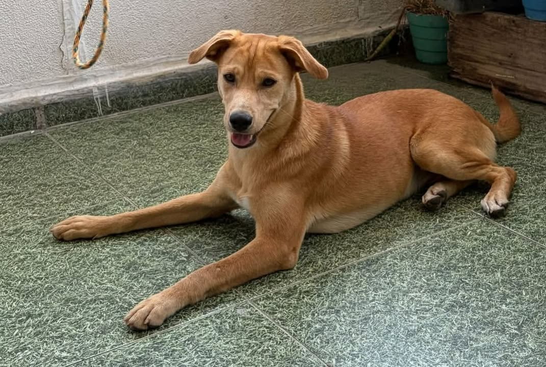 Perrita en adopción en Pereira 