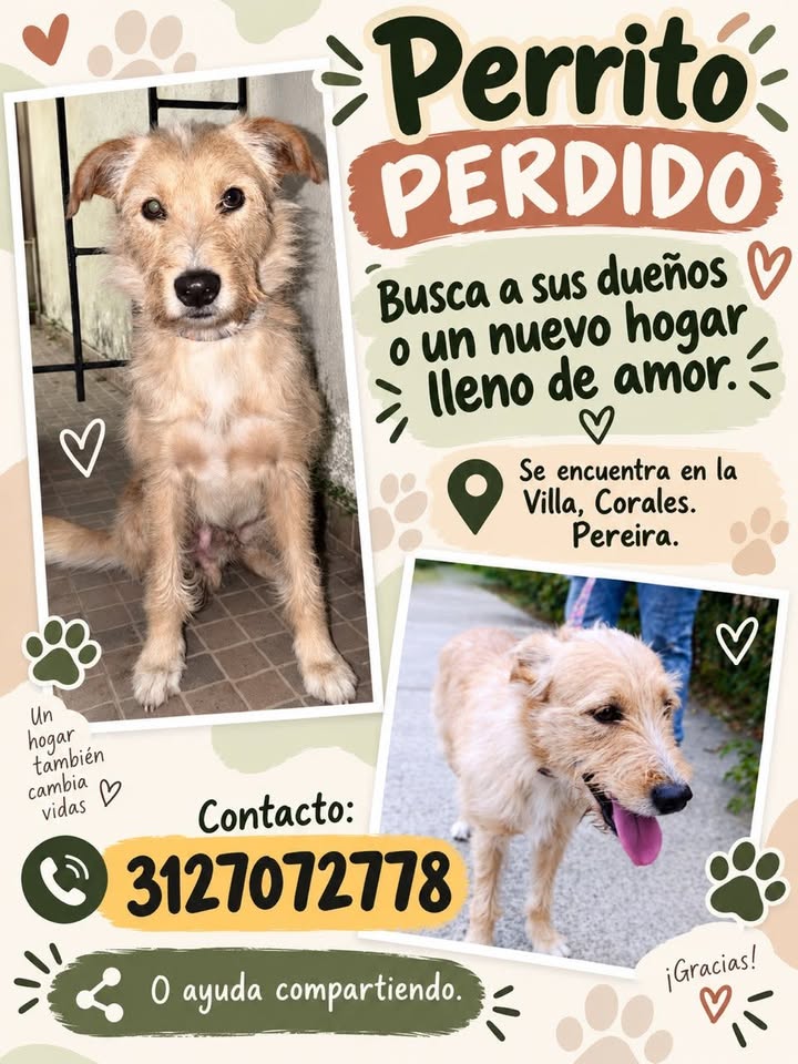 Perrito Perdido en Pereira - Busca su Familia 