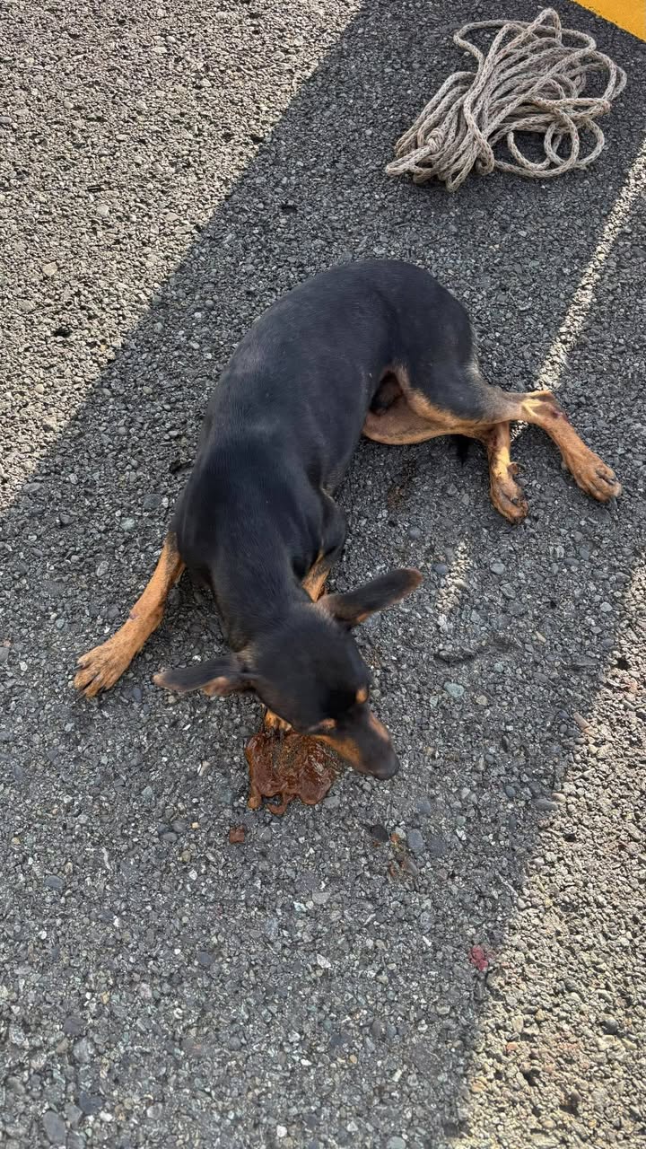 Perrito encontrado atropellado cerca al túnel de Camilo, Amagá, Antioquia, Colom 