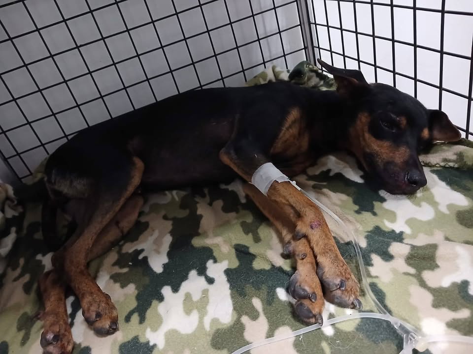 Perro encontrado accidentado en Amagá, Antioquia 