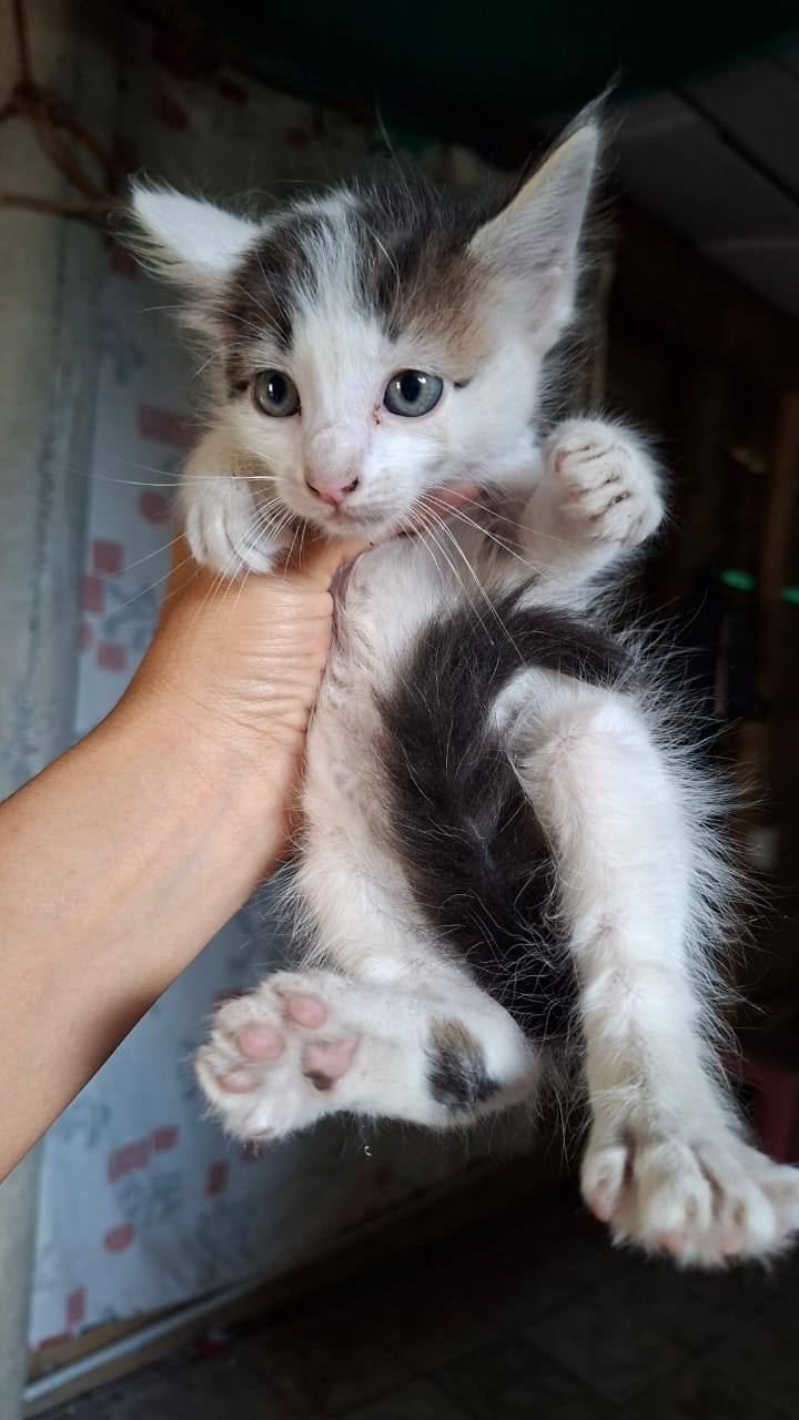 Adopta gatitos bebés juguetones en Tuluá 
