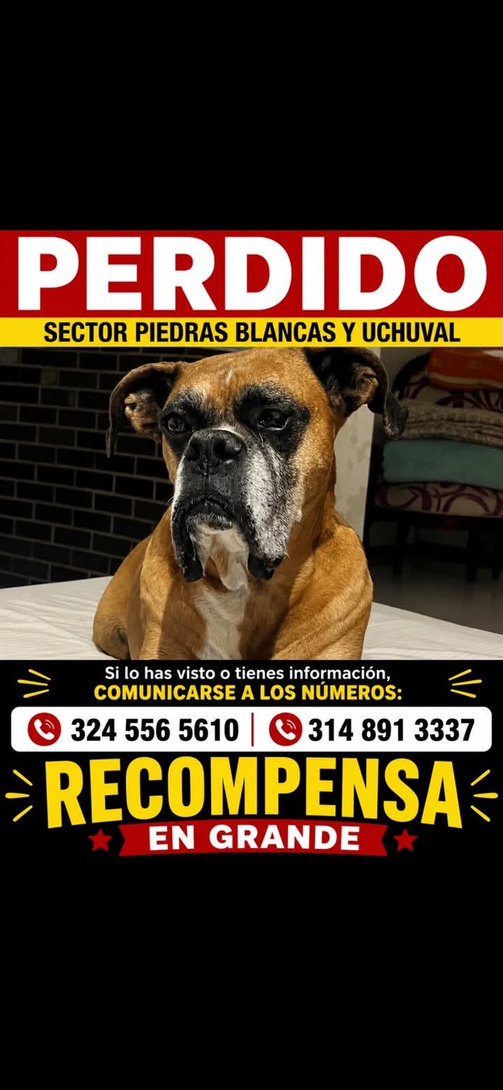 Perro boxer perdido en Medellin 