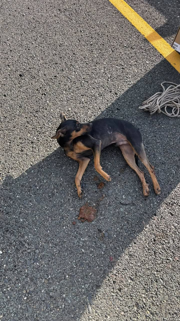 Perrito encontrado atropellado cerca al túnel de Camilo, Amagá, Antioquia, Colom 