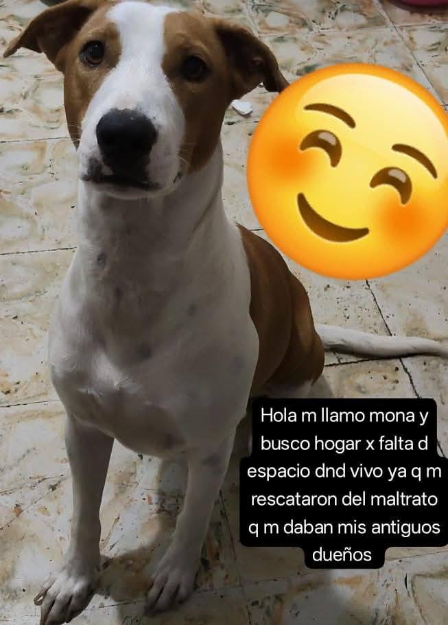 Adopción Perritos Rescatados Tuluá Valle Colombia 