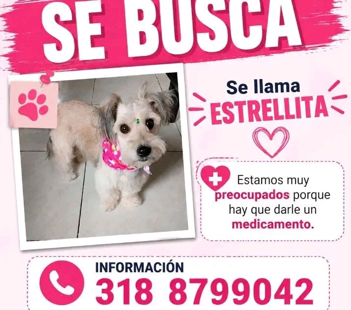 Se busca a Estrellita, perrita perdida en Tuluá 