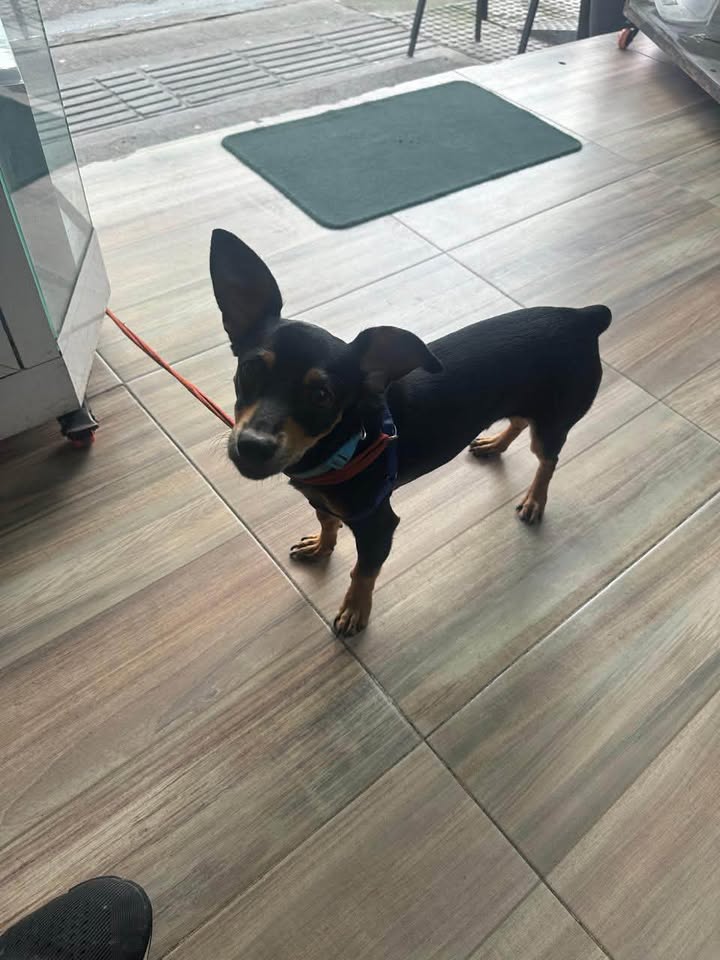 Se busca Toby, perro perdido en Acacías 