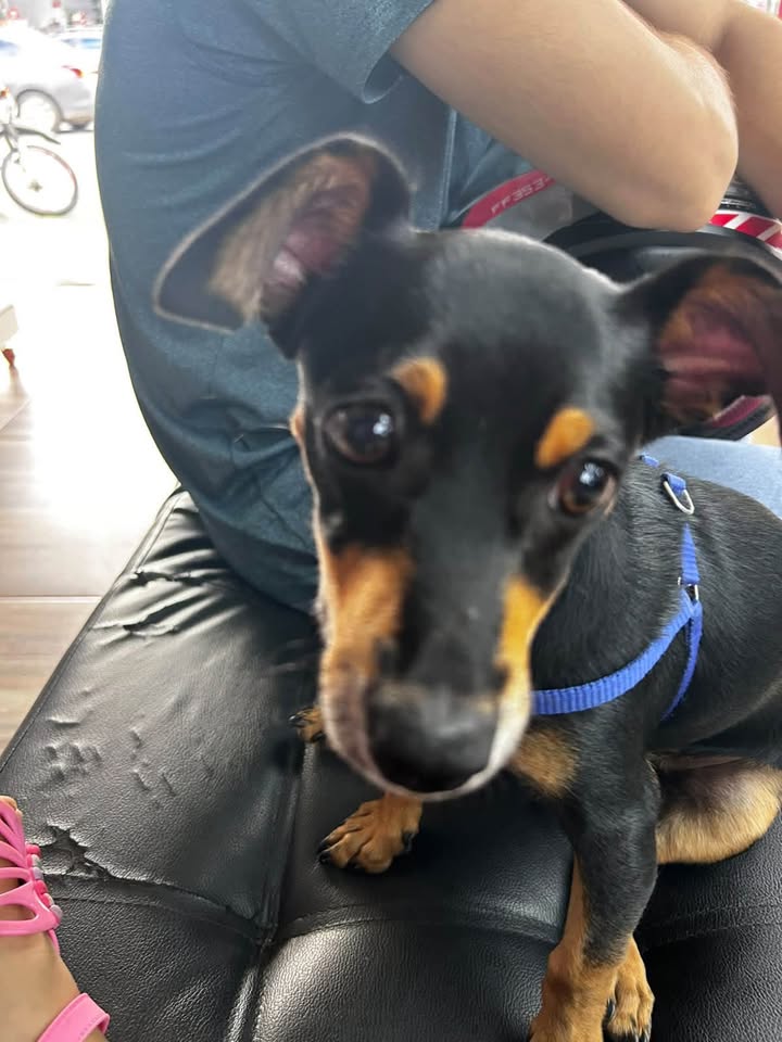 Se busca Toby, perro perdido en Acacías 