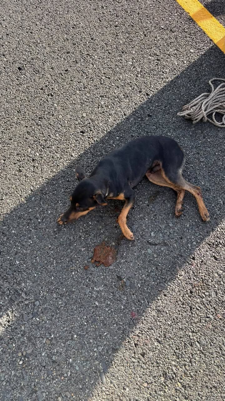 Perrito encontrado atropellado cerca al túnel de Camilo, Amagá, Antioquia, Colom 