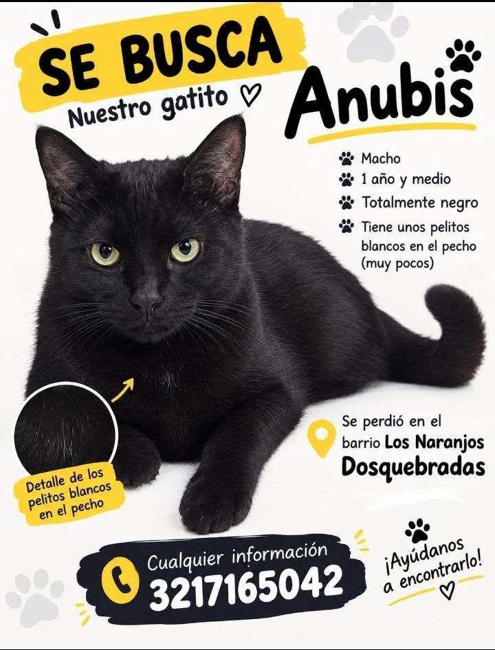 Gatito Anubis perdido en Pereira 