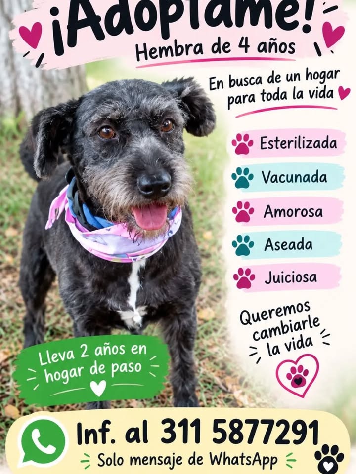 Perra hembra de 4 años busca hogar en Pereira 