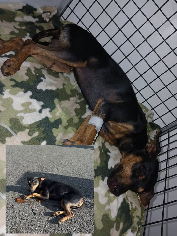 Perrito Atropellado Encontrado Cerca del Túnel de Camilo C. Amagá Antioquia 
