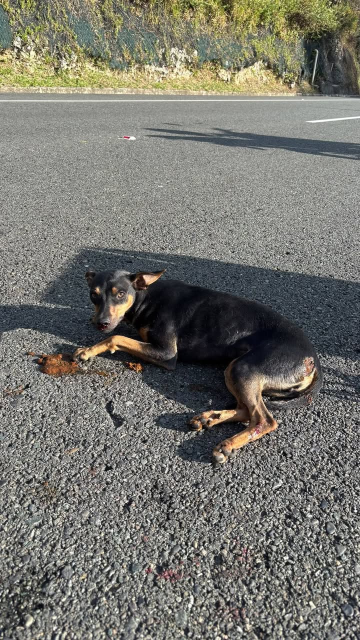 Perrito encontrado atropellado cerca al túnel de Camilo, Amagá, Antioquia, Colom 